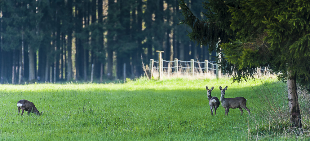 7. Platz Johann Kerler